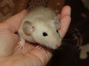 Dumbo, rex - mláďata potkánků s výpisem předků - 9