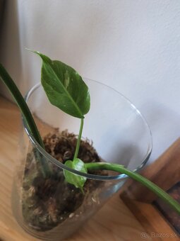 Odrezky monstera thai constellation - 9