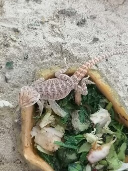 Agama bradatá - mláďatá - 9
