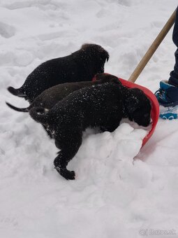 Darujem šteniatka - 9