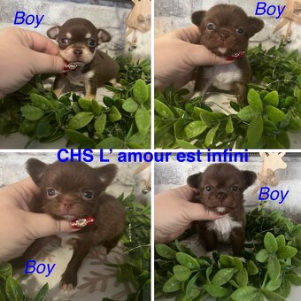 Čivava s PP FCI - 9