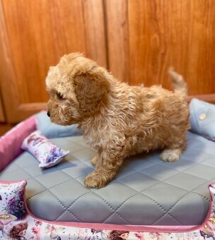 Maltipoo boys male - 9