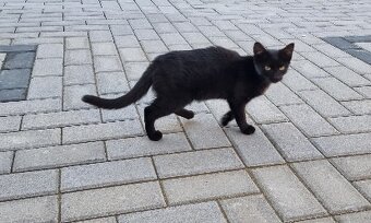 Darujem posledné mačiatko, je to mačička - 9