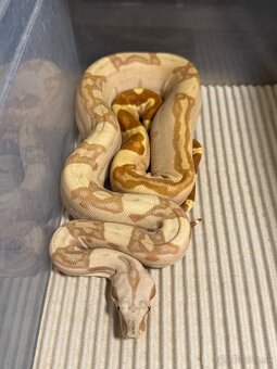 Boa Constrictor - Velhad - 9