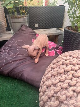 Mačička sphynx - 9