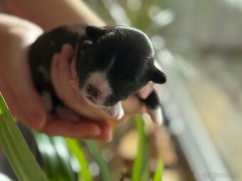 Havanský psík s PP - 9