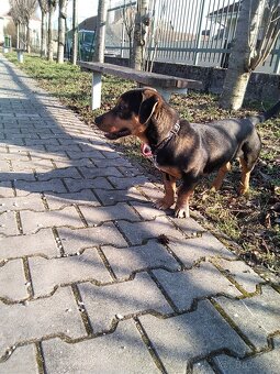 Darujem šteniatko psa - 9