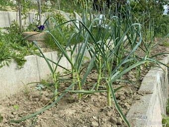 Záhrada 510m2 so záhradnou chatkou Lučenec - 9