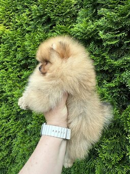 Pomeranian s pp FCI - 9