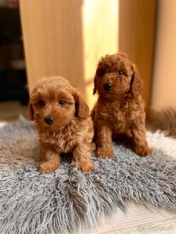 Maltipoo dark red - 9