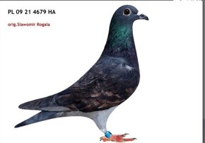 Predám mladé poštové holuby - 9