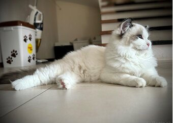 Mačiatka Ragdoll s PP - 9