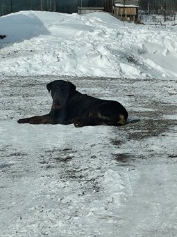 Predám rotvajlera - 9