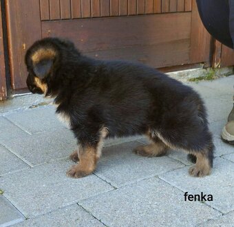 Nemecký ovčiak - 9