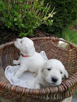 Zlatý retriever - 9