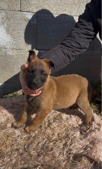 Belgický ovčiak- Malinois - 9