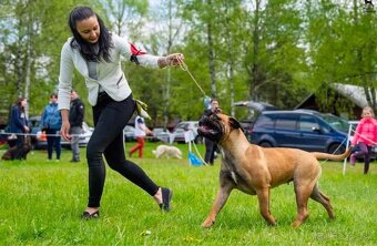 Bullmastiff Steniatko - 9