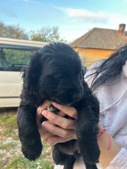 Darujem šteniatka - 9