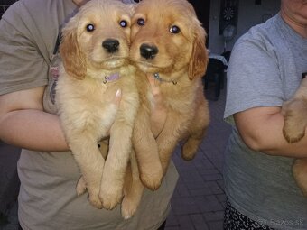 Šteniatka zlatého retrievera - 9