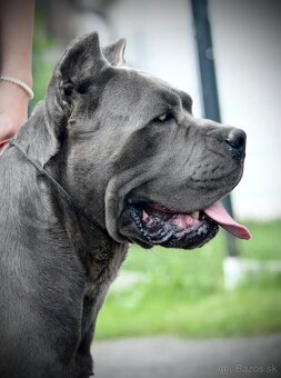 CANE CORSO s PP-sivý psík - 9