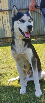 Šteniatka sibirský husky - 9