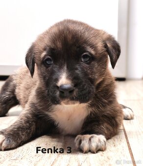 Stredoazijsky ovčiak - 9