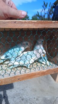 Agapornis ruzohrdly - 9