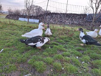 Predám pižmové (čínske) kačice / káčerov - 9