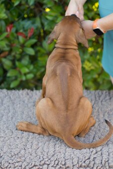 Rhodesian Ridgeback šteniatka s PP IHNEĎ K ODBERU - 9
