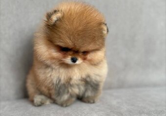 Pomeranian - 9