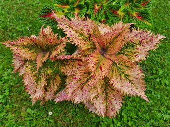 Koleus - africká žihľava (Coleus), semena, řízky - 9