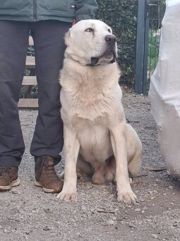 Stredoázijský ovčiak - 9