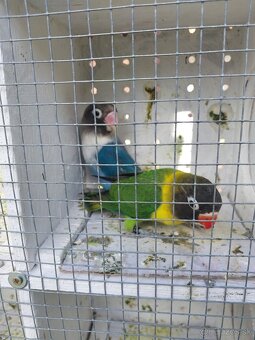 Predám agapornis - 9