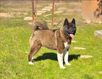 Šteniatka Americká akita - 9