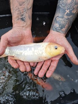 koi kapre - 9