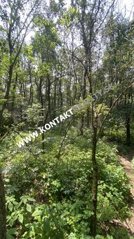 Lestnatý porast 5862 m2, Včelárska paseka, Vyšné Opátske - 9