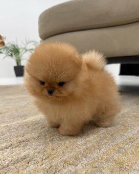 Pomeranian mini - 9