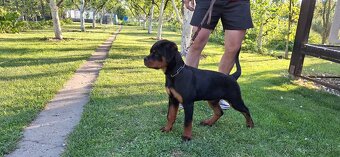 Steniatka rottweilera,rotvajlera,rtw,rotty s PP - 9