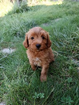 Maltipoo,maltipo - 9