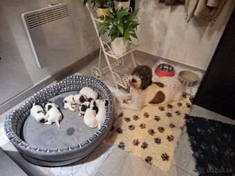 Lagotto romagnolo s PP (italský vodní pes) - 9