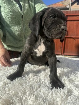 Cane Corso šteniatka - 9