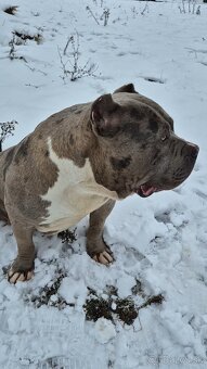 American bully xl - 9