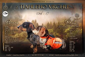 Jazvečík hrubosrstý - 9