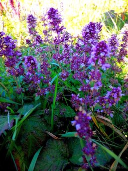 Sušené bylinky 1 - 9