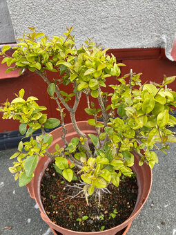 Ligustrum Vtáčí Zob bonsaj - 9