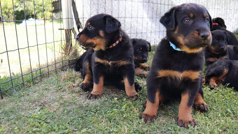 Beauceron - francouzský ovčák -  štěňátka s PP - 9