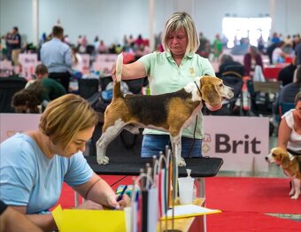 Bigel, bigl, beagle s PP /FCI/ - 9