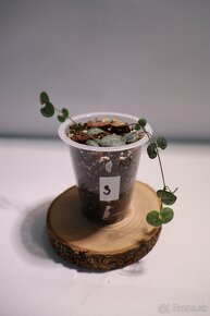 Izbové rastliny - 9
