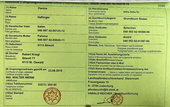 Predám kobylu žrebná  krásna chovnú Hafling - 9