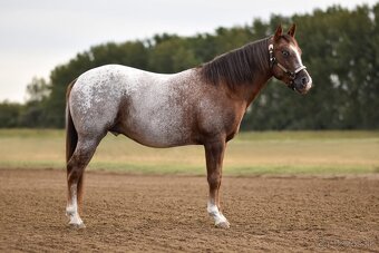 2 mesačný arab x appaloosa - 9